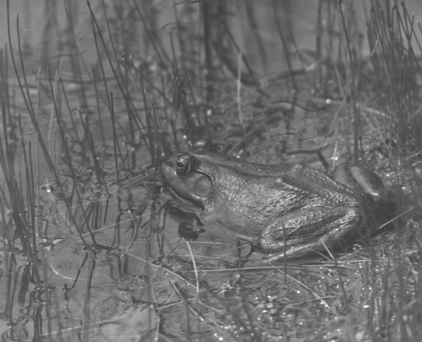 A frog in its element